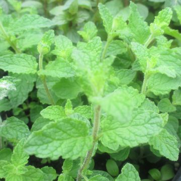 Viherminttu Strawberry luomu