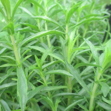 Minttu - Mentha cervina