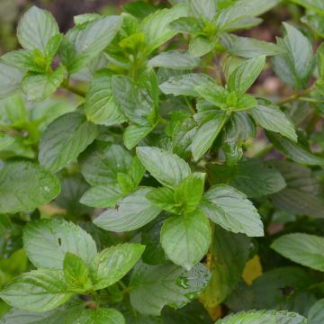 Bergamottiminttu Bergamot luomu
