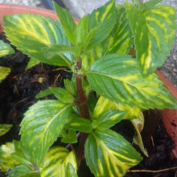 Piparminttu Ginger luomu