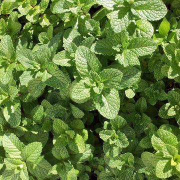Mintut Mojito luomu taimena