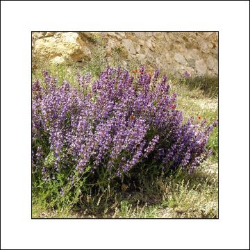 Piparminttu Lavandulifolia luomu
