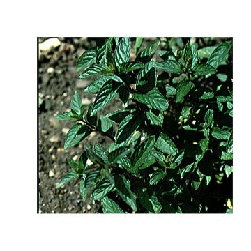 Piparminttu - Mentha piperita