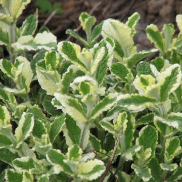 Pyöröminttu Variegata
