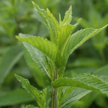 Mintut luomu taimena - Mentha spicata