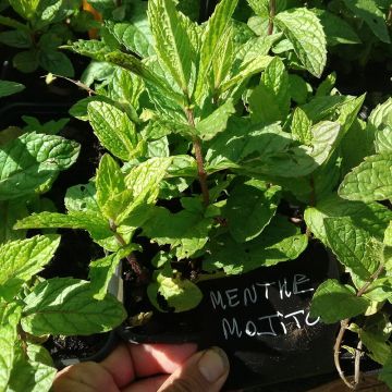 Mintut Mojito luomu