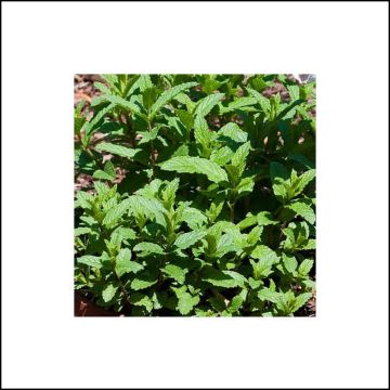 Minttu Wintergreen luomu