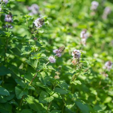 Vesiminttu - Mentha aquatica