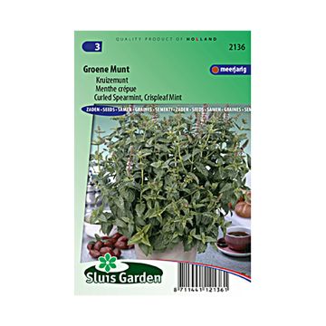 Kähäräminttu Crispa - Mentha spicata