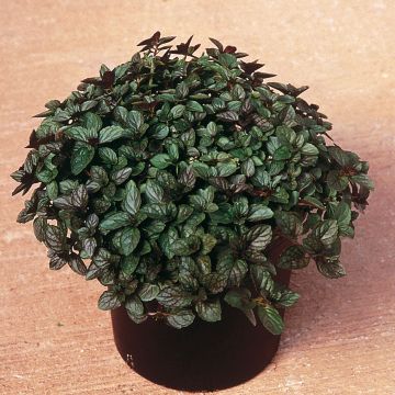 Piparminttu taimena
