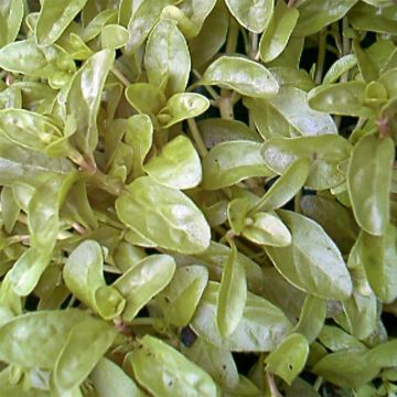 Mintut - Mentha pulegium