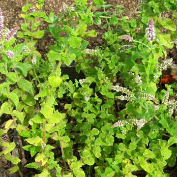 Mintut rotundifolia luomu