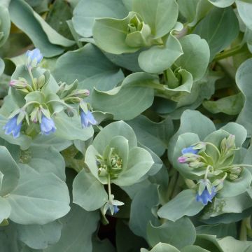 Merihalikka - Mertensia maritima
