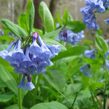 Halikka - Mertensia virginica