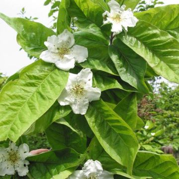 Mispeli - Mespilus germanica
