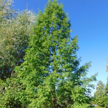 Kiinanpunapuu - Metasequoia glyptostroboides