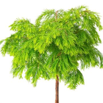 Kiinanpunapuu Matthaei Broom
