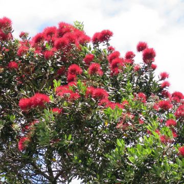 Maorihehkupuu - Metrosideros excelsa