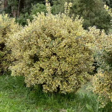 Maorihehkupuu Aurea