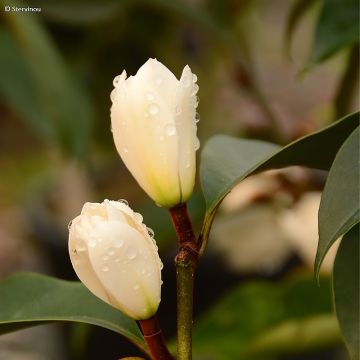 Liljamagnolia Allspice