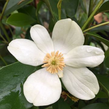 Liljamagnolia - Magnolia yunnanensis
