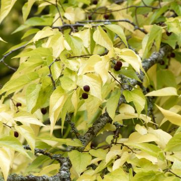 Amerikankeltis - Celtis occidentalis
