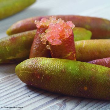 Sormilimetti Green Pearl - Microcitrus australasica