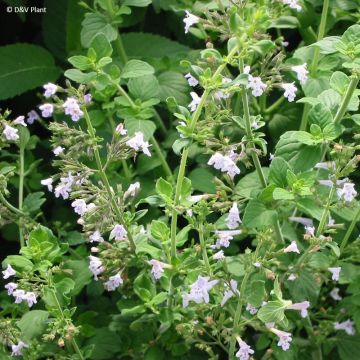 Timjamisirokki - Micromeria thymifolia