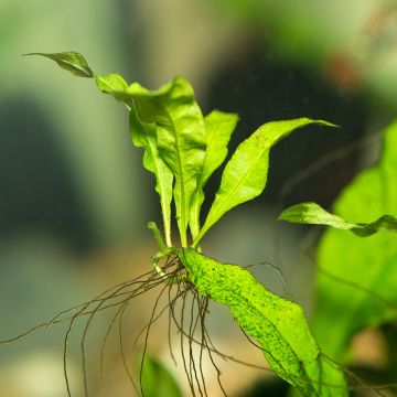 Microsorum pteropus