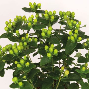 Marjakuisma Miracle Pistache
