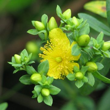 Kalminkuisma Cobalt-n-Gold