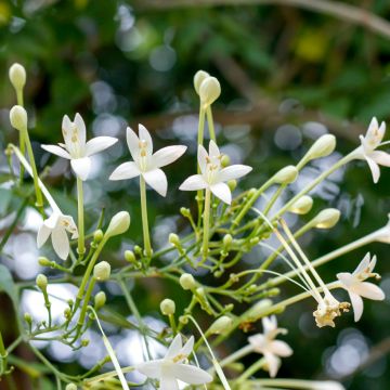 Tuoksutrumpetti - Millingtonia hortensis