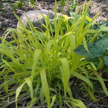 Lehtotesma Aureum