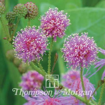 Mimosa nuttallii Pink Sparkles (siemenet)