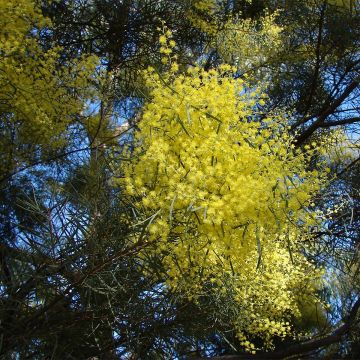 Akaasia - Acacia boormanii