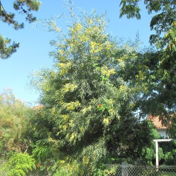 Akaasia - Acacia retinodes