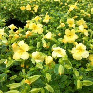 Apinankukka Highland Yellow