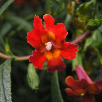 Apinankukka Mai Tai Red