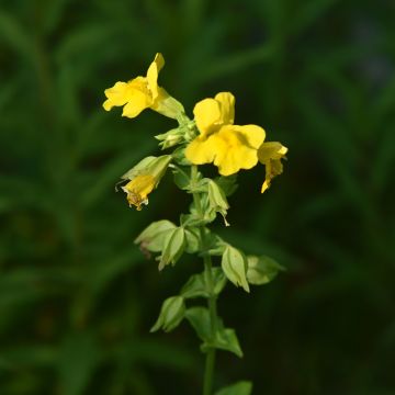 Kelta-apinankukka - Mimulus luteus