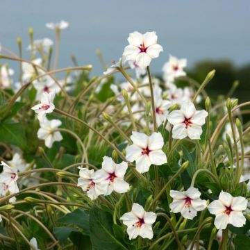 Torvi-ihmekukka (siemenet) - Mirabilis longiflora