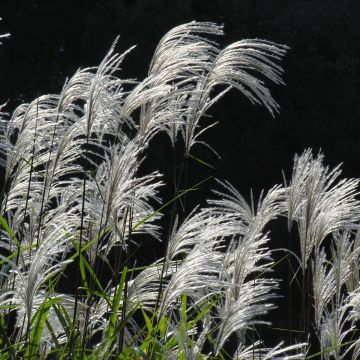 Mammuttiheinä - Miscanthus sacchariflorus