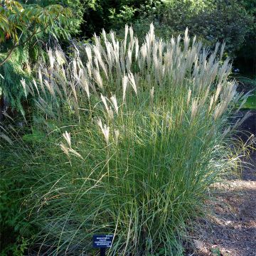Elefanttiheinä - Miscanthus transmorrisonensis