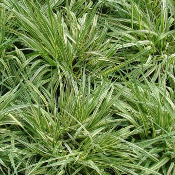 Pikkusiniheinä Variegata