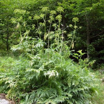 Vuorikirveli - Molopospermum peloponnesiacum