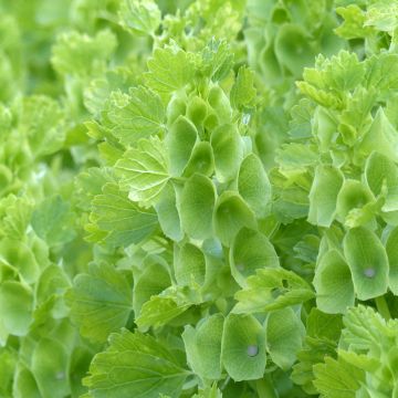 Moluccella laevis Bells of Ireland (siemenet)