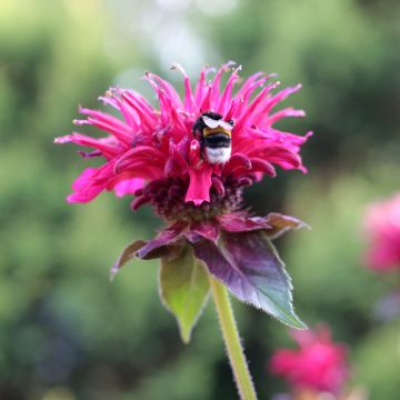 Preeriaväriminttu Bee-True