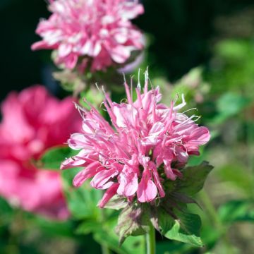 Punaväriminttu Sugar Buzz Pink Frosting