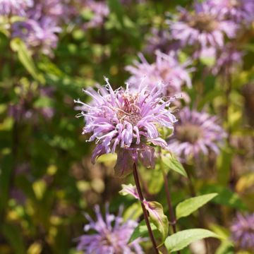 Värimintu - Monarda bradburiana