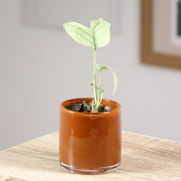 Amydrium medium Hopea
