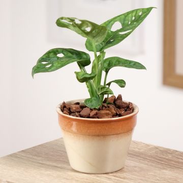 Aarnipeikonlehti - Monstera adansonii